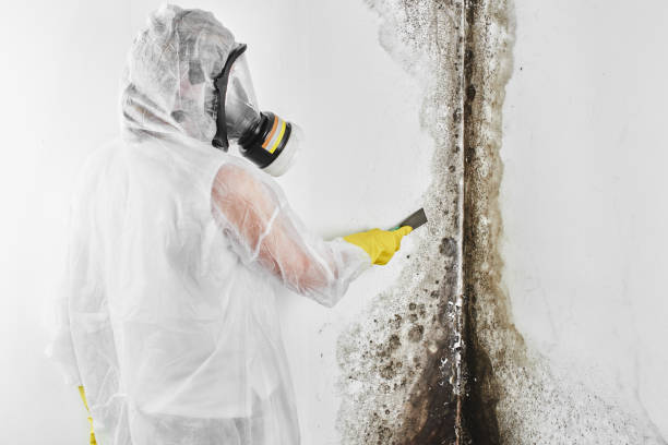Best Mold Testing  in Willow Creek, CA