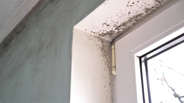 Attic Mold Removal in Willow Creek, CA