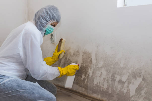 Best Home Mold Removal  in Willow Creek, CA