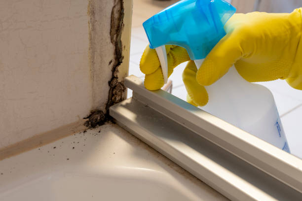Best Mold Removal Company Near Me  in Willow Creek, CA
