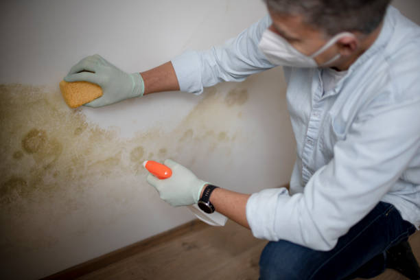 Best Mold Remediation  in Willow Creek, CA