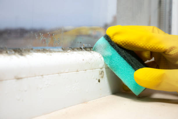 Best Crawl Space Mold Removal  in Willow Creek, CA