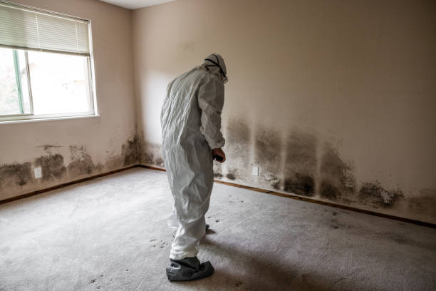 Best Commercial Mold Removal  in Willow Creek, CA