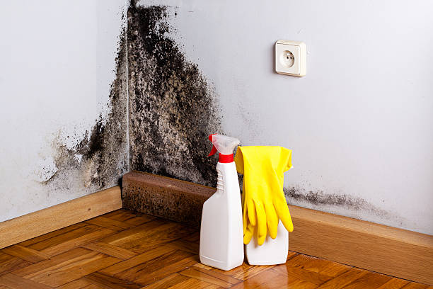 Best Fast Mold Removal  in Willow Creek, CA