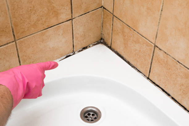 Professional Mold Removal in Willow Creek, CA